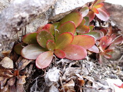 Epilobium crassum