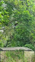 Centropus phasianinus