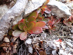 Epilobium crassum
