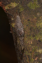 Cystopelta purpurea