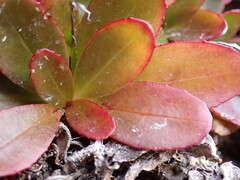 Epilobium crassum
