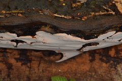 Ganoderma australe