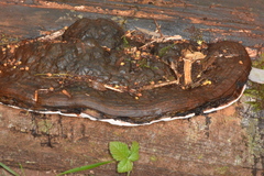 Ganoderma australe