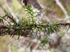 Halocarpus biformis