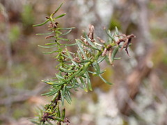 Halocarpus biformis