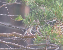 Coccothraustes coccothraustes