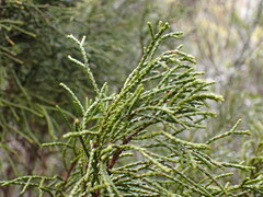 Halocarpus biformis