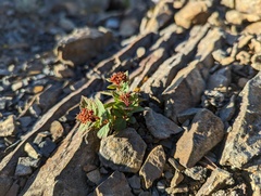 Spiraea morrisonicola