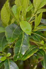 Hedycarya angustifolia