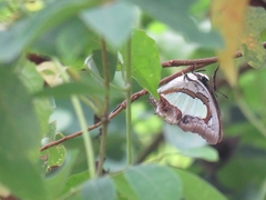 Polyura athamas