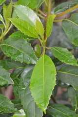 Hedycarya angustifolia