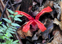 Etlingera
