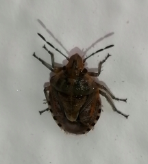 Holcogaster fibulata