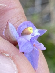 Thelymitra peniculata