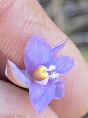Thelymitra peniculata