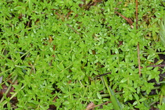 Galium gaudichaudii