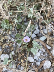 Malacothamnus fasciculatus