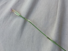 Petrorhagia prolifera