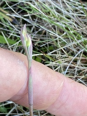 Thelymitra peniculata