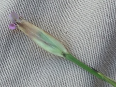 Petrorhagia prolifera