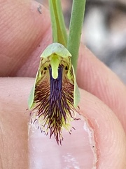 Calochilus campestris