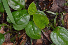 Hackelia latifolia
