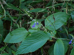Rhynchoglossum obliquum