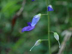 Rhynchoglossum obliquum