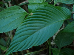Rhynchoglossum obliquum