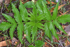 Sambucus gaudichaudiana