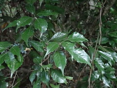 Lithocarpus konishii