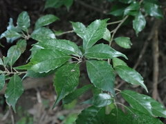 Lithocarpus konishii
