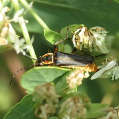 Chauliognathus obscurus