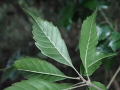 Lithocarpus konishii