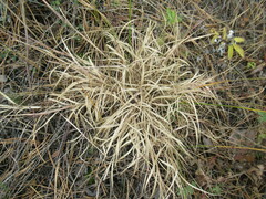 Cleistogenes squarrosa