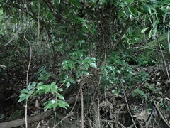 Lithocarpus konishii