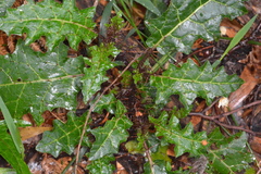 Solanum prinophyllum