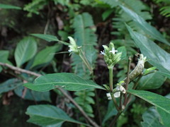 Lepidagathis formosensis