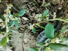 Silpha carinata