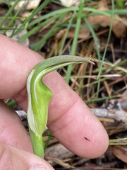 Pterostylis baptistii
