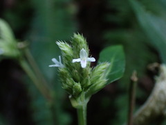 Lepidagathis formosensis