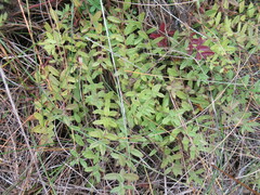 Veronica prostrata