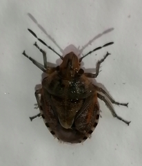 Holcogaster fibulata