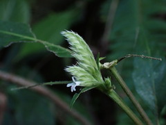 Lepidagathis formosensis