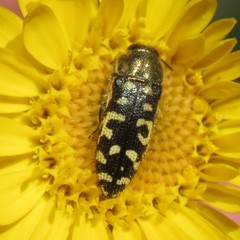 Acmaeodera solitaria