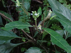 Lepidagathis formosensis