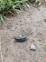 Silpha carinata