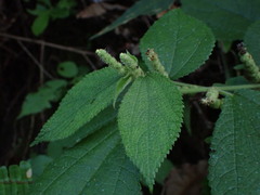 Boehmeria pilosiuscula