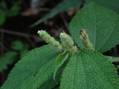 Boehmeria pilosiuscula