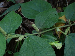 Boehmeria pilosiuscula